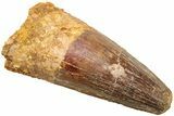 Fossil Spinosaurus Tooth - Real Dinosaur Tooth #214344-1